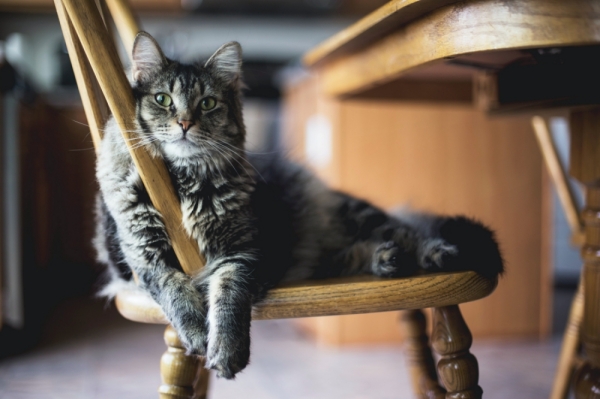 A brown tabby cat with greenish eyes sitting on a wooden chair facing the camera. They look relaxed and comfortable. Photo credit to Kari Shea of Unsplash.