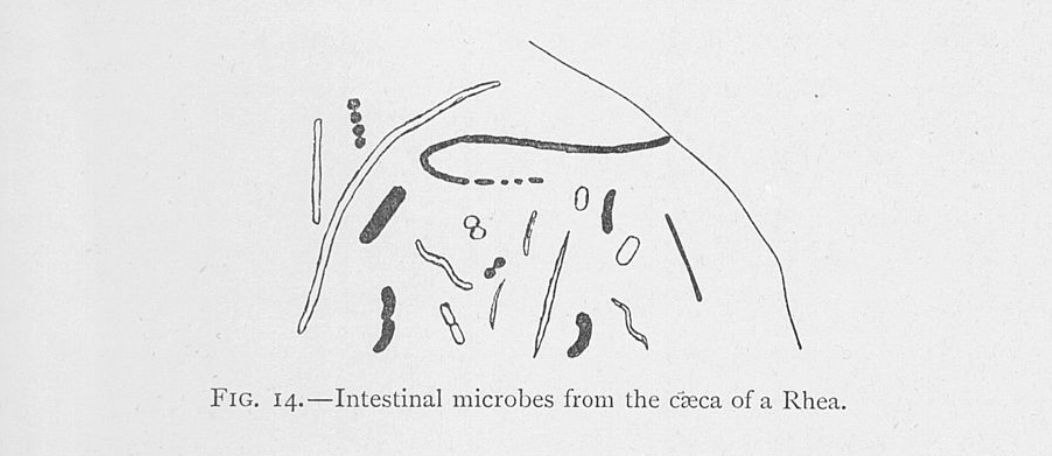 Metchnikoff believed that larger, flightless birds, such as the Rhea, hosted more gut flora.